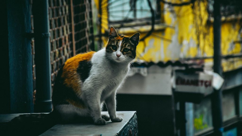 cats-in-istanbul