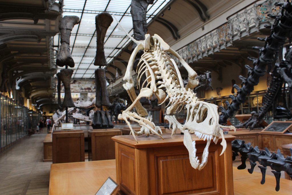 natural-history-museum-paris